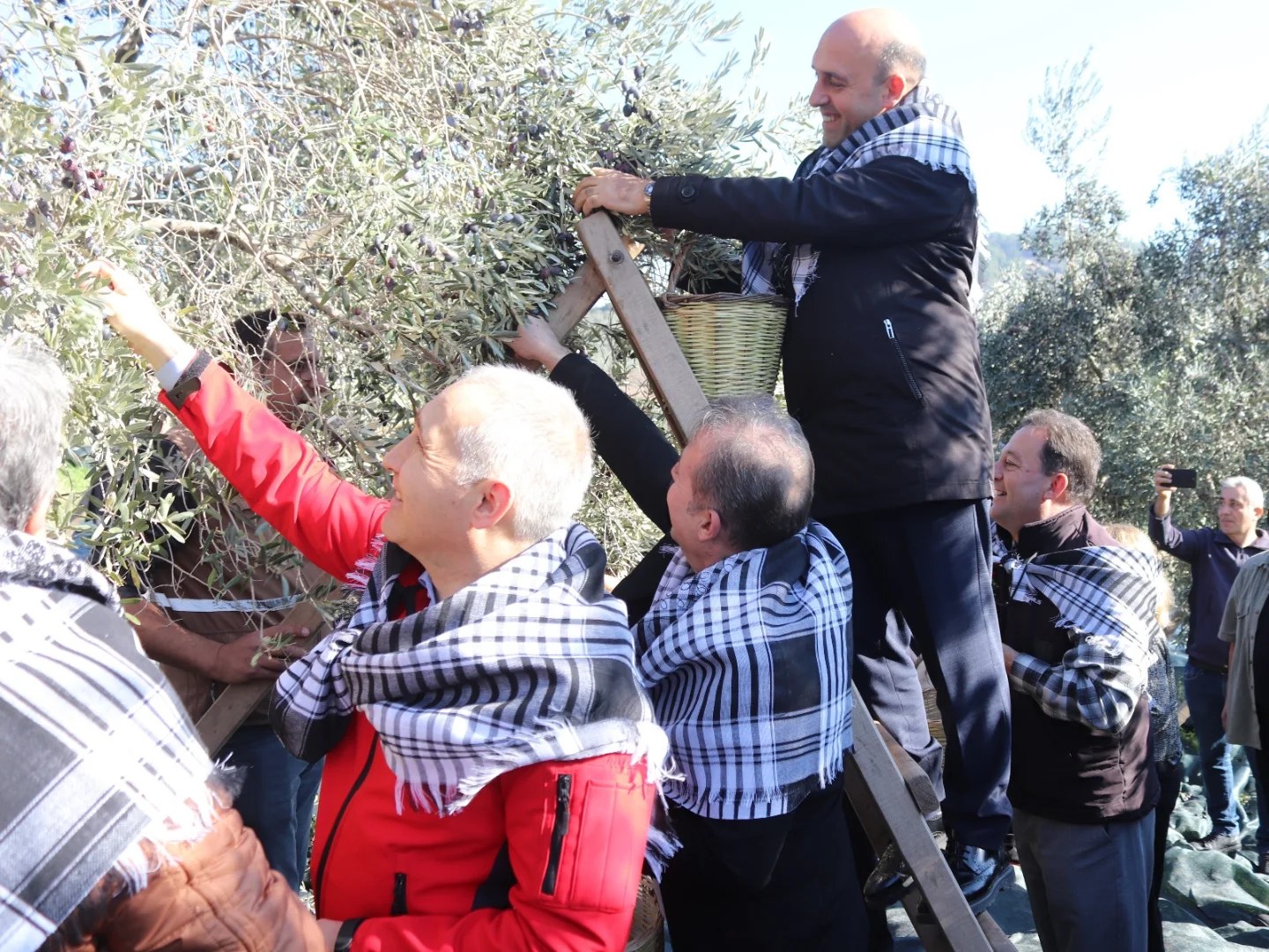 Manisa İl Tarım Müdürü Öztürk, zeytin hasadına katıldı