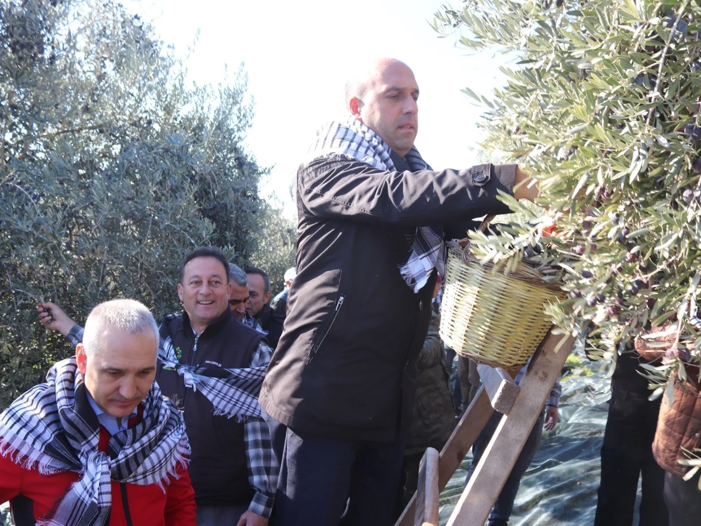 Manisa İl Tarım Müdürü Öztürk, zeytin hasadına katıldı