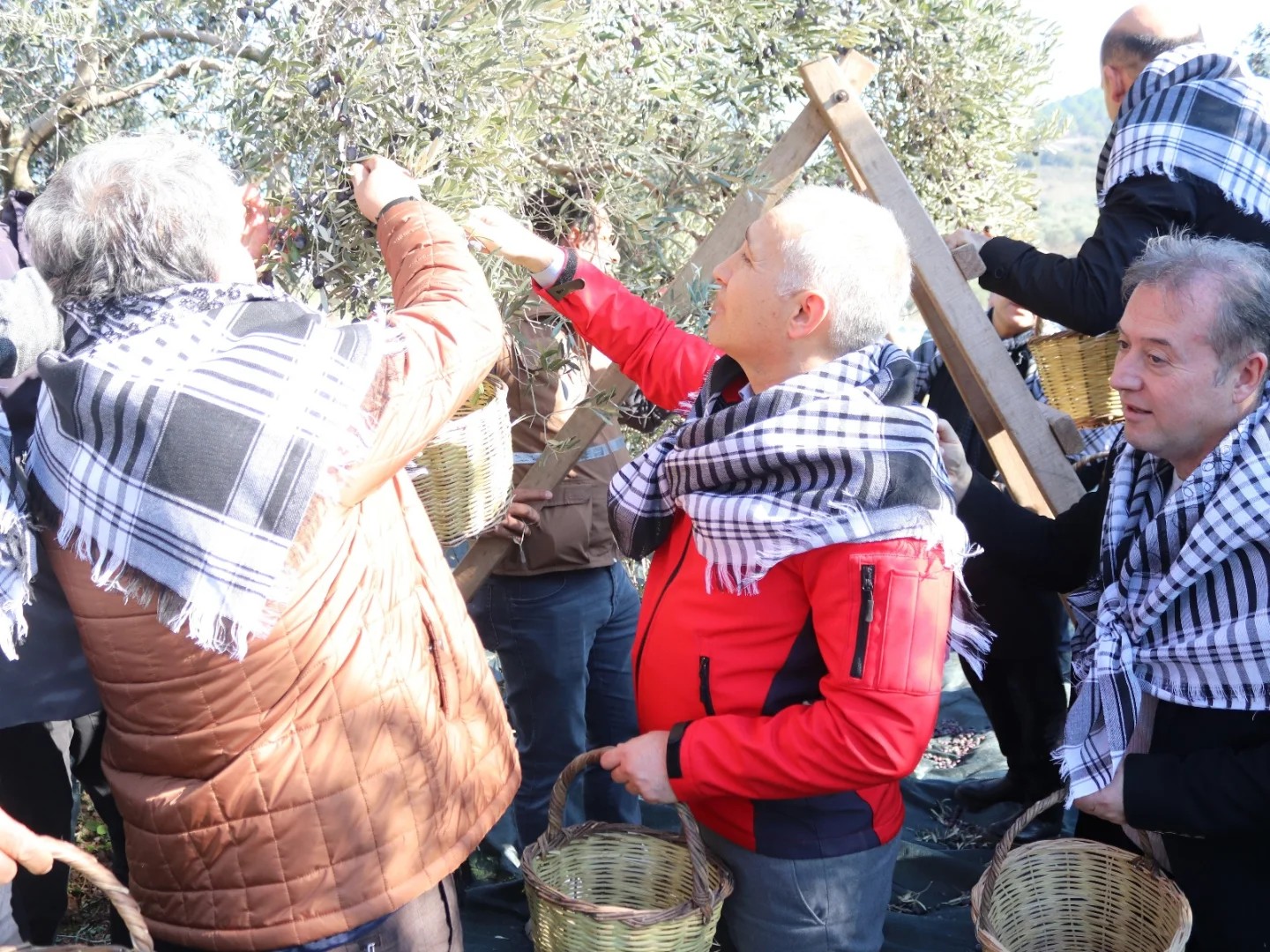 Manisa İl Tarım Müdürü Öztürk, zeytin hasadına katıldı
