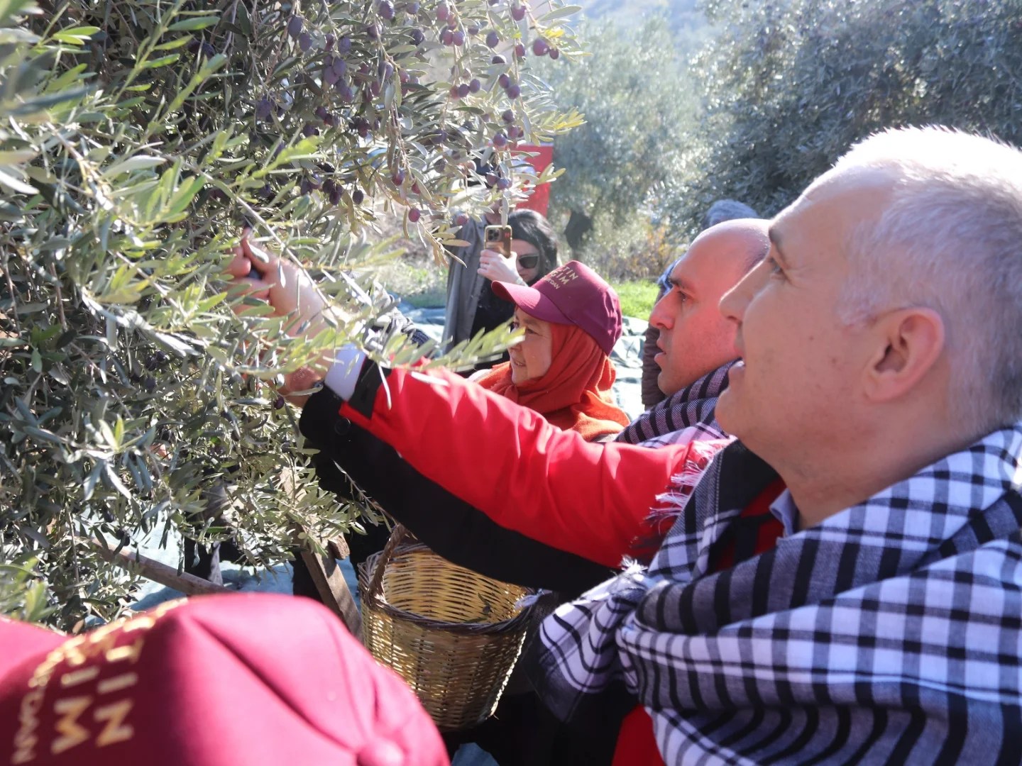 Manisa İl Tarım Müdürü Öztürk, zeytin hasadına katıldı