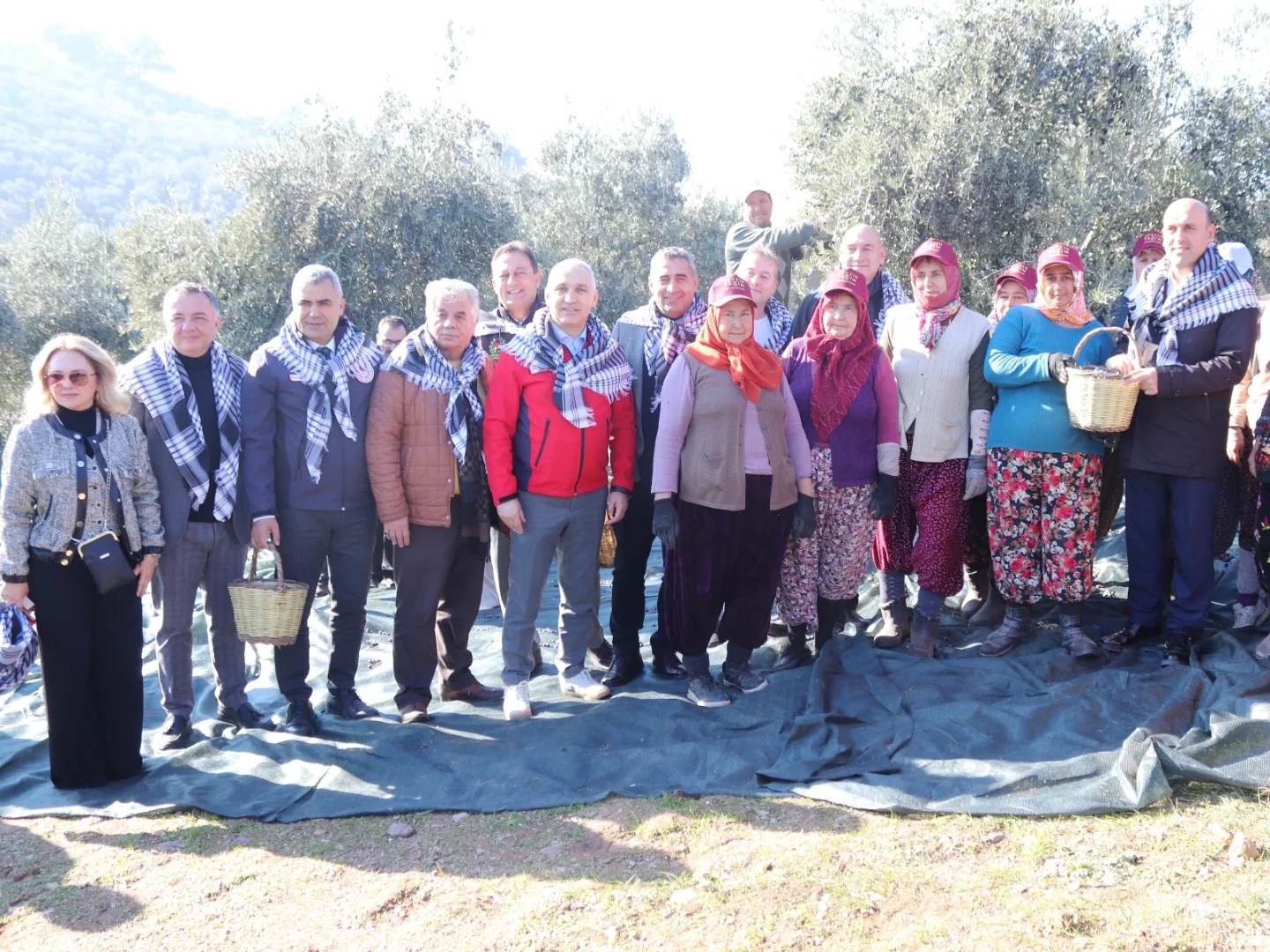 Manisa İl Tarım Müdürü Öztürk, zeytin hasadına katıldı