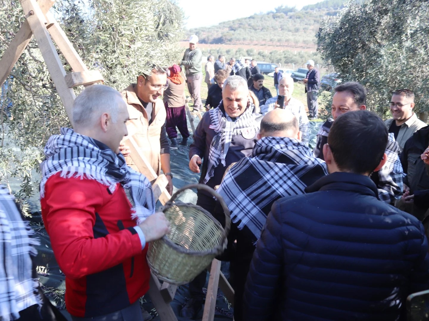 Manisa İl Tarım Müdürü Öztürk, zeytin hasadına katıldı