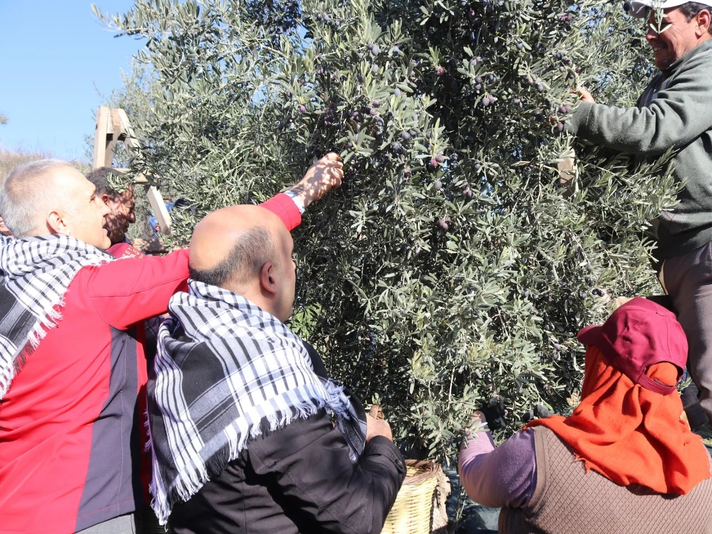 Manisa İl Tarım Müdürü Öztürk, zeytin hasadına katıldı