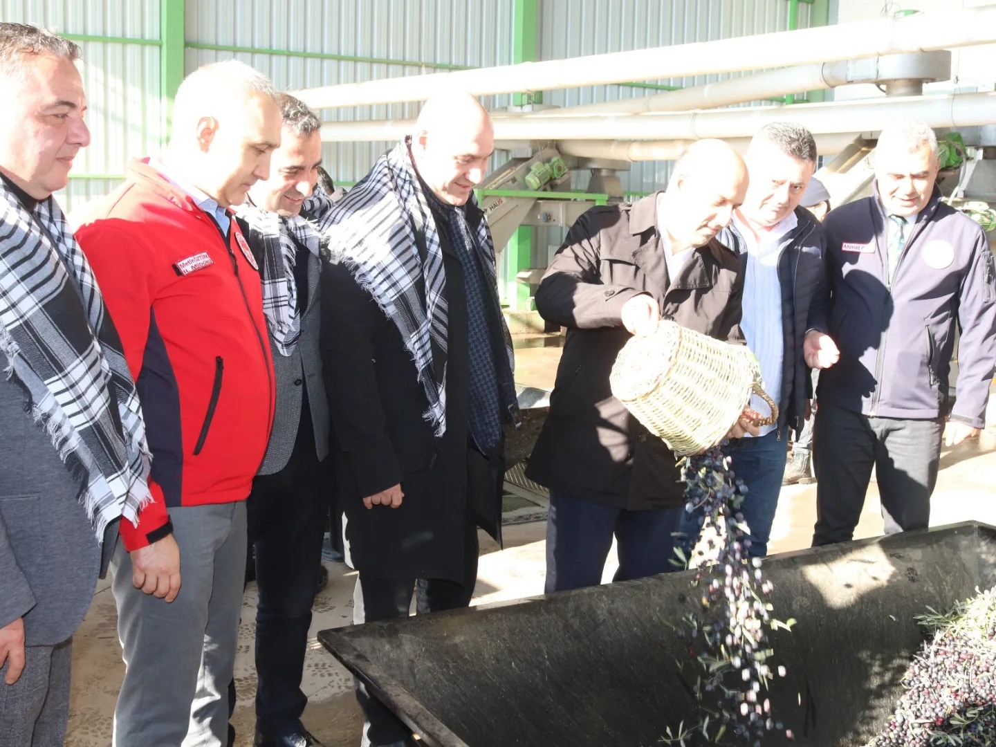 Manisa İl Tarım Müdürü Öztürk, zeytin hasadına katıldı