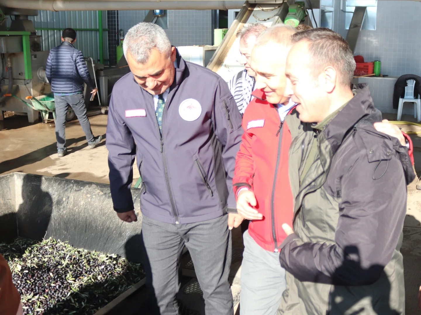 Manisa İl Tarım Müdürü Öztürk, zeytin hasadına katıldı