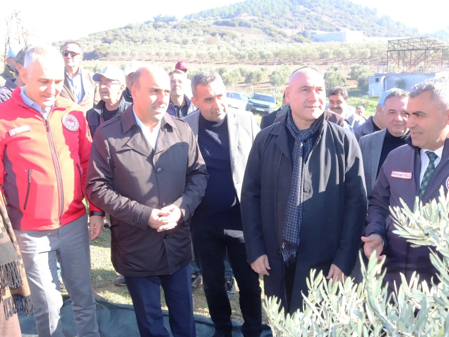 Manisa İl Tarım Müdürü Öztürk, zeytin hasadına katıldı