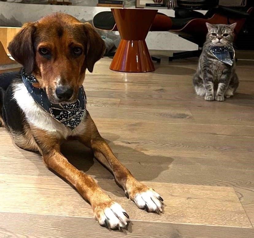 Patili dostlara atık kumaşlardan fular ve tasma