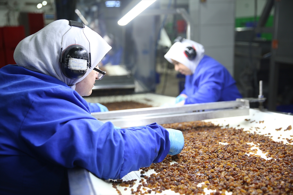 Kuru üzümde ihracat rakamları belli oldu
