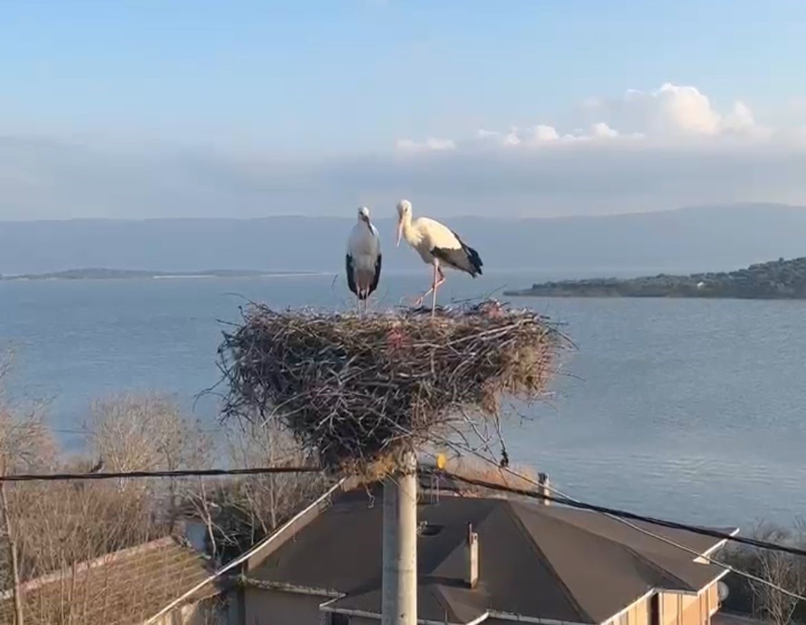 Adem amcayla Yaren leyleğin buluşmasına günler kaldı