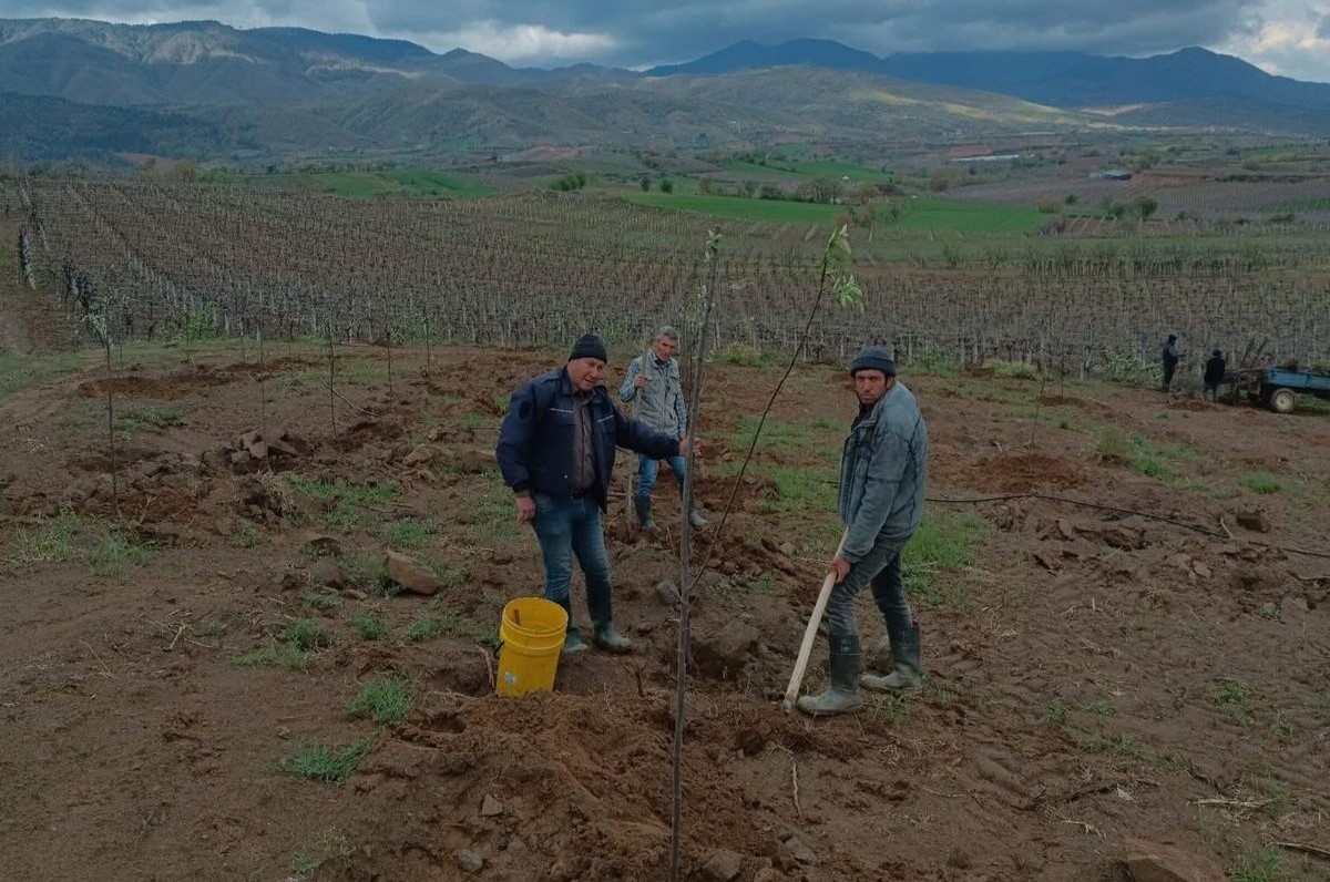 Manisa'nın O İlçesinde Limon Ayva Üretimi