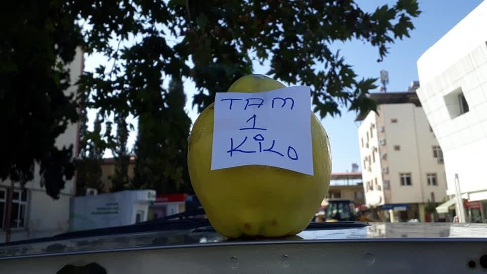 Manisa'nın O İlçesinde Limon Ayva Üretimi