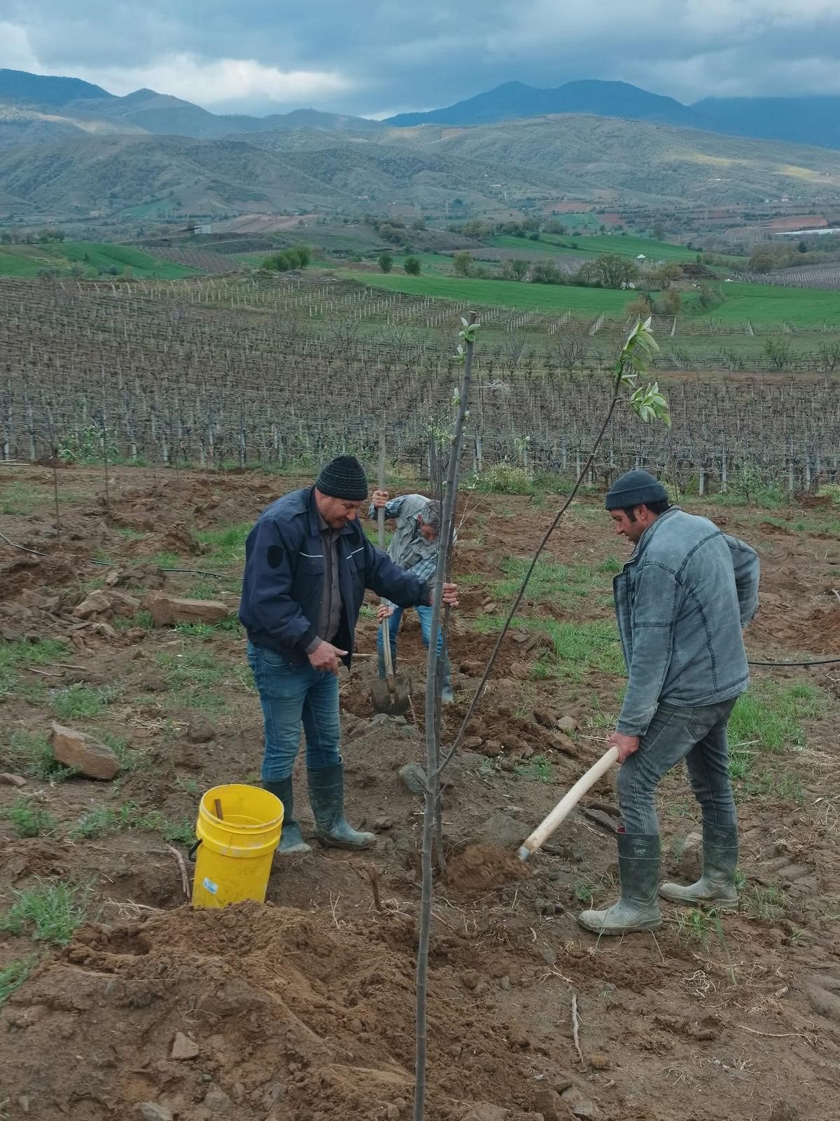 Manisa'nın O İlçesinde Limon Ayva Üretimi