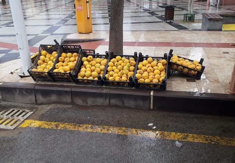 Manisa'nın O İlçesinde Limon Ayva Üretimi
