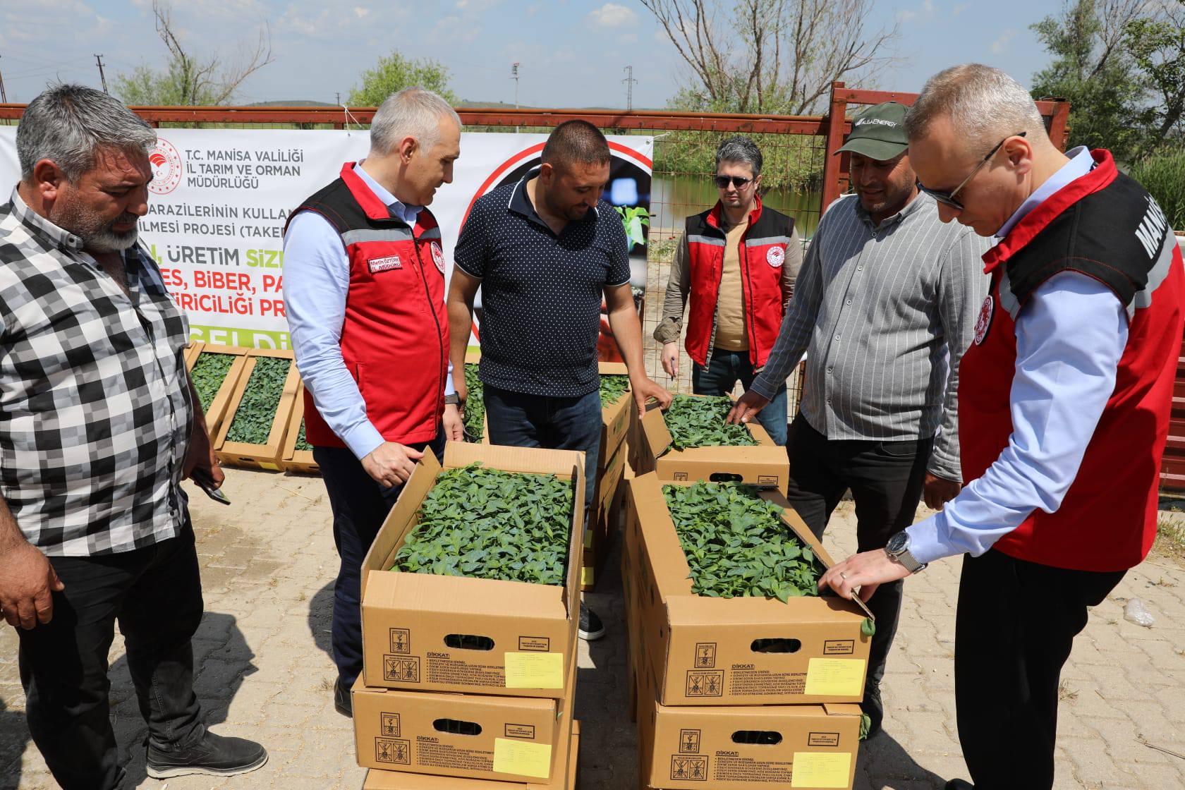 Sarıgöl’de Feromon tuzak dağıtımı yapıldı