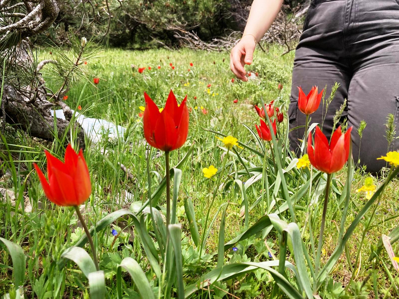 Turgutlulu öğrenciler o laleleri yerinde fotoğraflamak için Spil’e akın etti