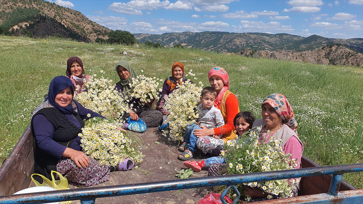 Manisalı Kadınlardan 'Kır Papatyası' Mesaisi