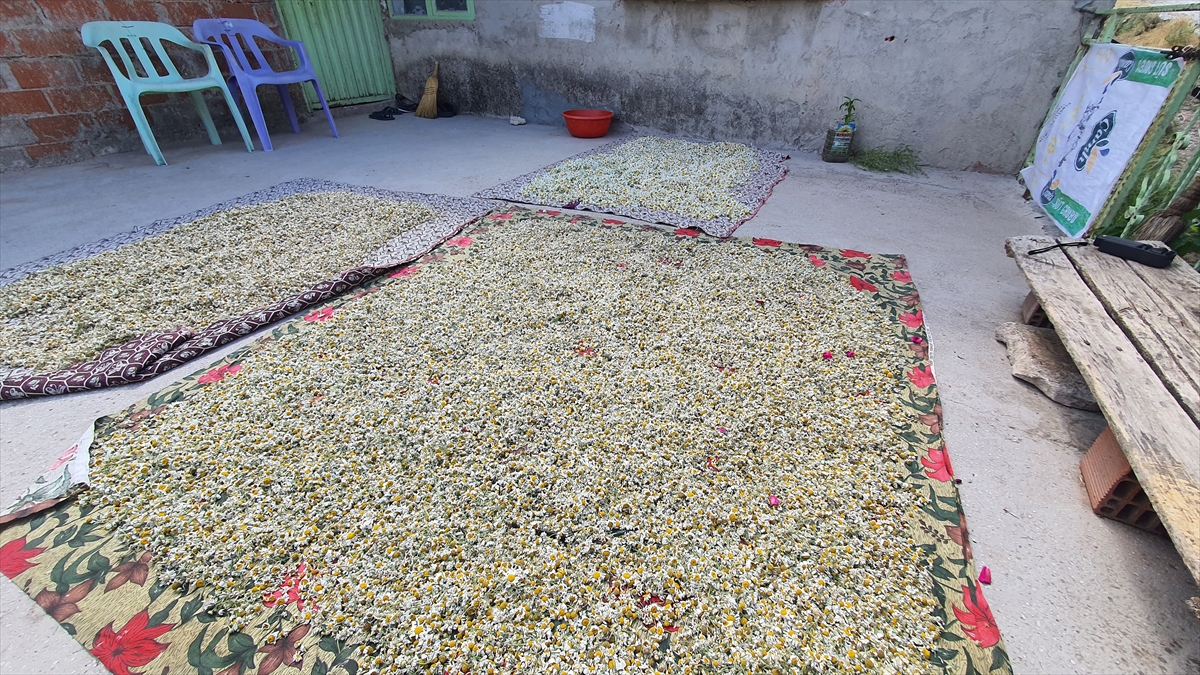 Manisalı Kadınlardan 'Kır Papatyası' Mesaisi