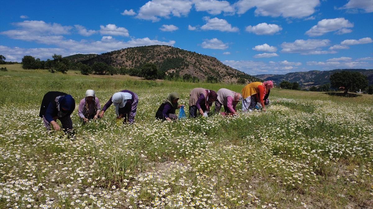 Manisalı Kadınlardan 'Kır Papatyası' Mesaisi