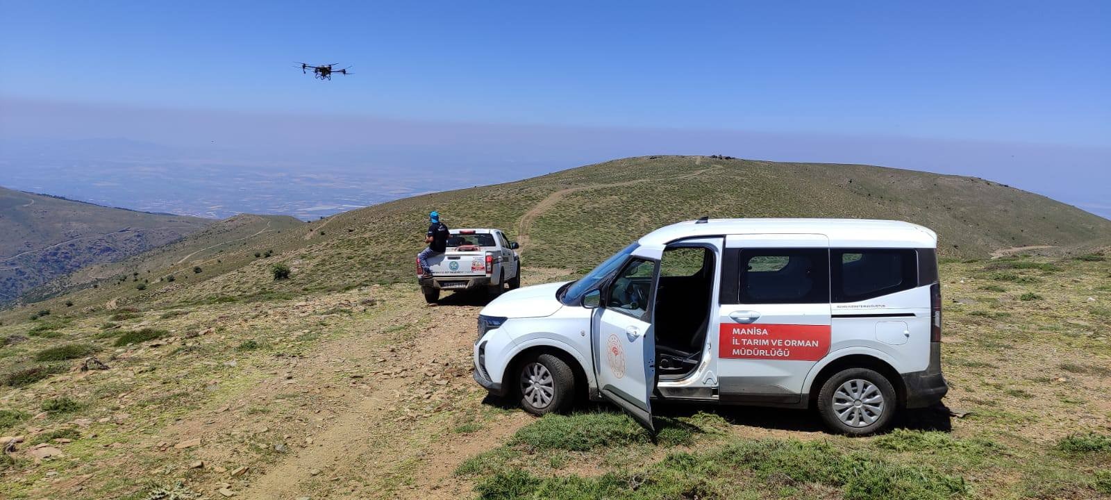 Manisa'da tarım arazilerinde çekirge alarmı! Drone ile ilaçlama yapıldı