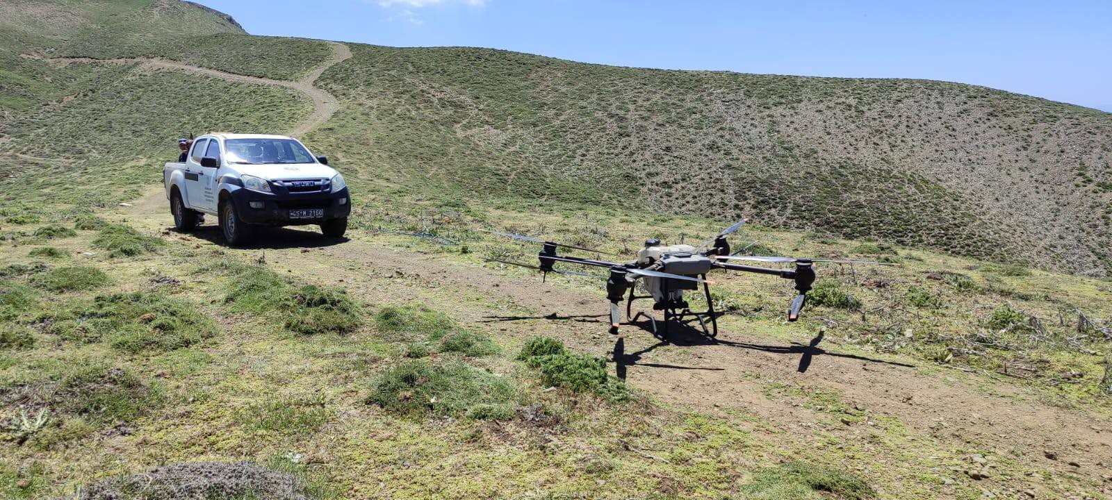 Manisa'da tarım arazilerinde çekirge alarmı! Drone ile ilaçlama yapıldı