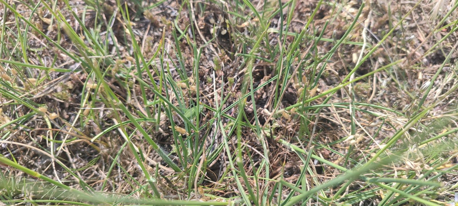 Manisa'da tarım arazilerinde çekirge alarmı! Drone ile ilaçlama yapıldı