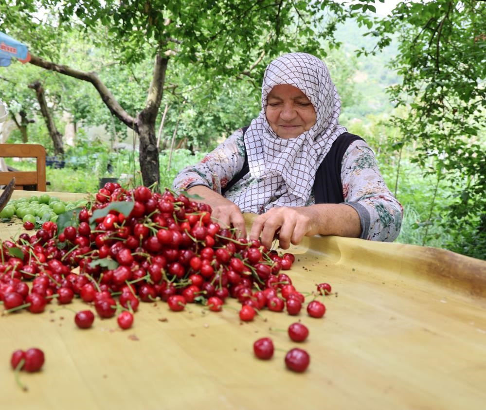 Kirazı 'don' vurdu!