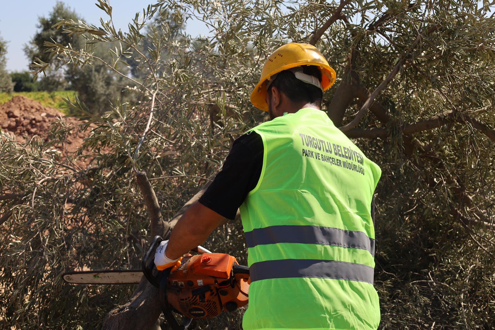 Turgutlu'da kesilmekten kurtulan 40 yıllık zeytin ağaçları toprakla buluşacak