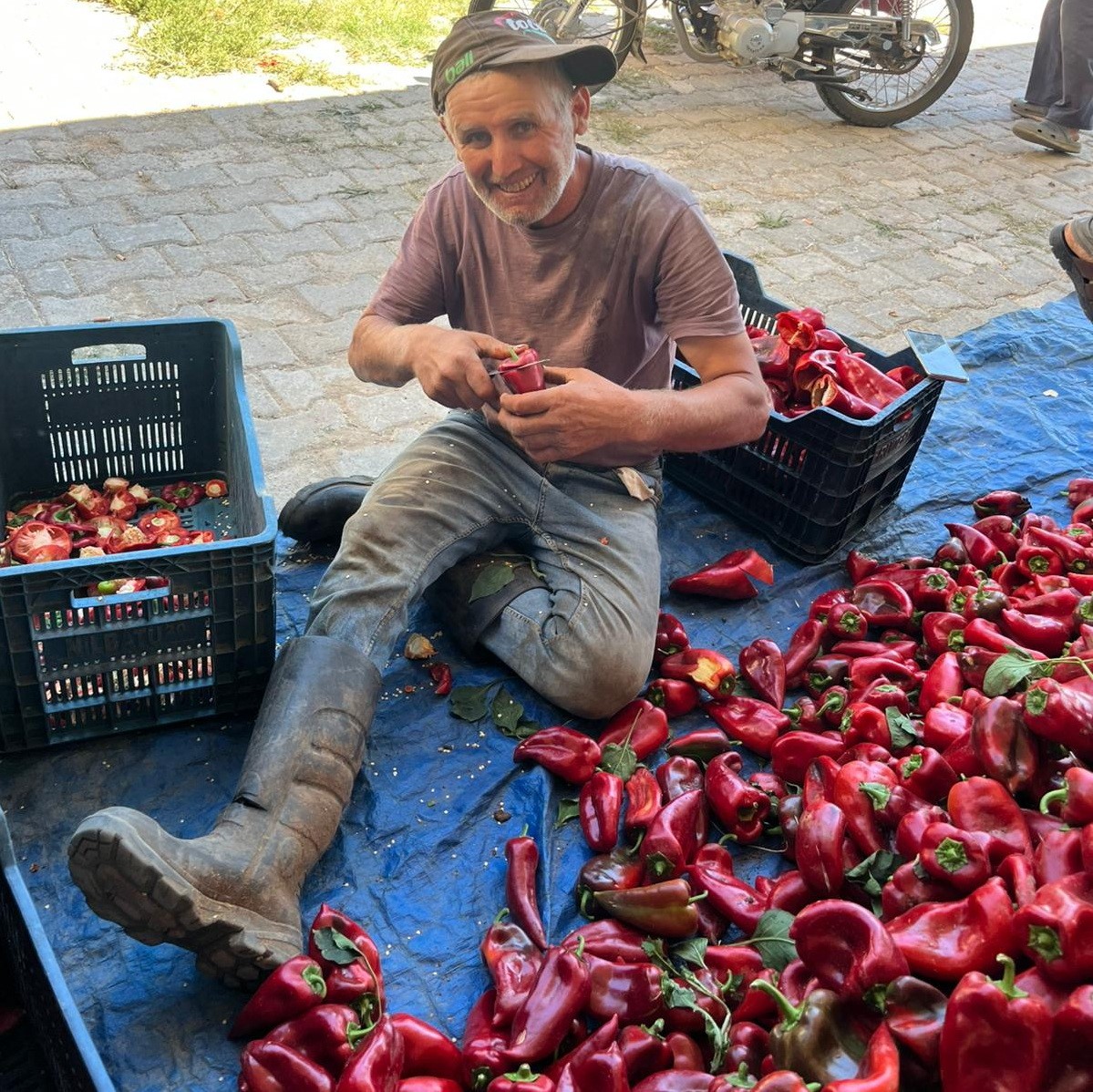 Salihli'de kırmızı inci hasadı başladı