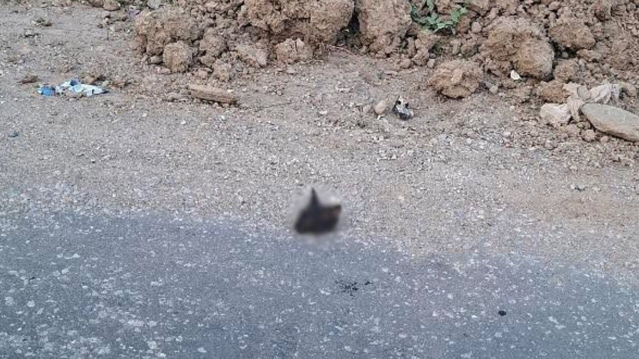 Turgutlu'da dehşet görüntü: yol kenarında kesik kedi kafası bulundu