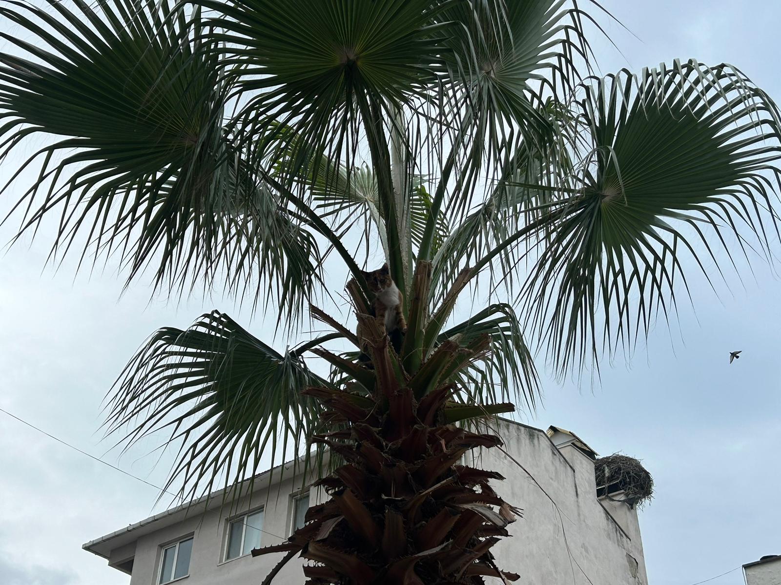 Turgutlu'da Kedi Kurtarma Ağaca Tırmandı, İtfaiye Gelince Atladı