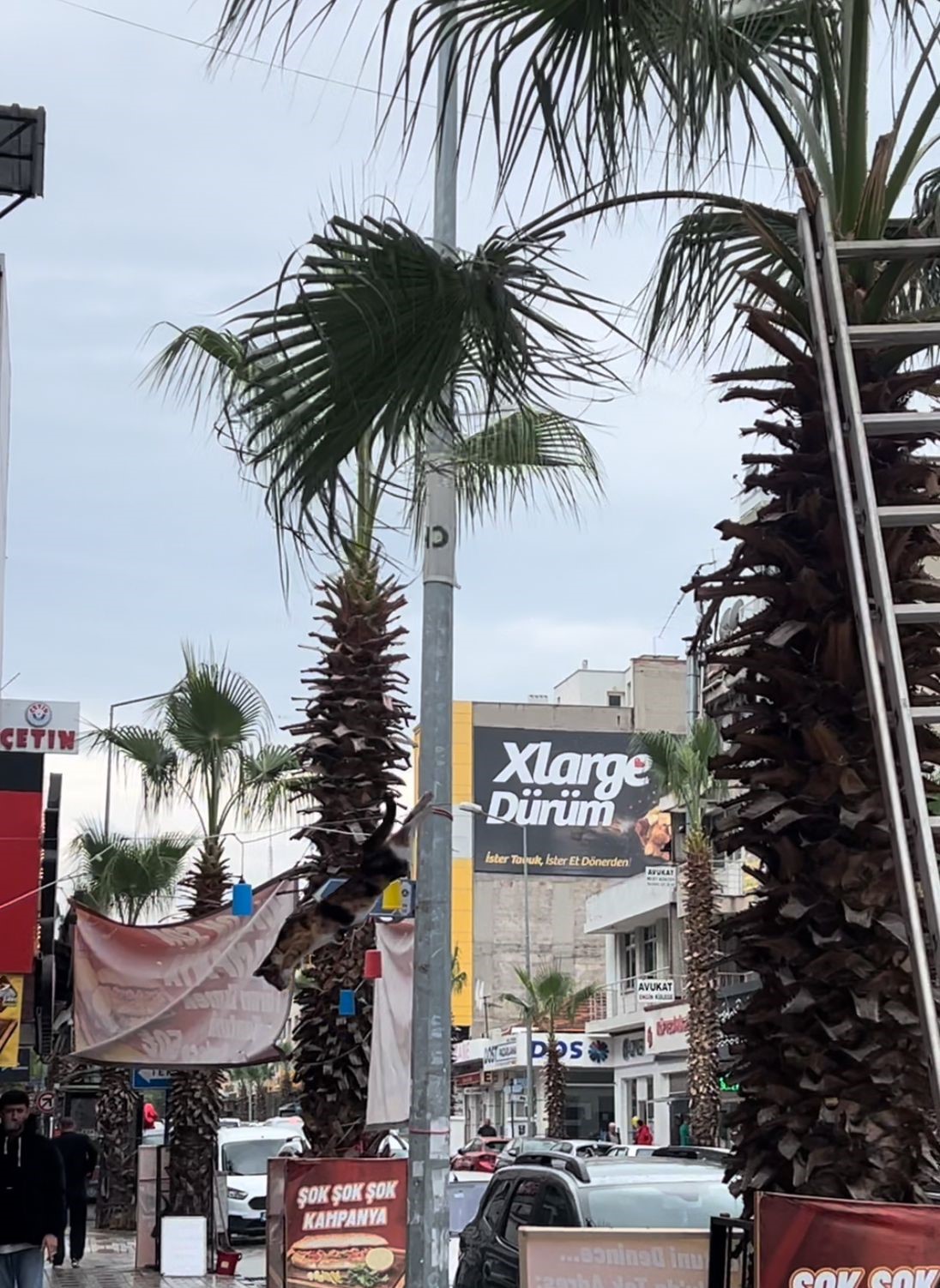 Turgutlu'da Kedi Kurtarma Ağaca Tırmandı, İtfaiye Gelince Atladı