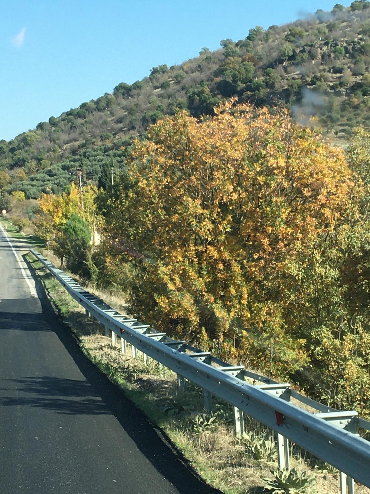 Manisa'da sonbahar yüzünü gösterdi: Ağaçlar kahverengi ve sarı rengini aldı!