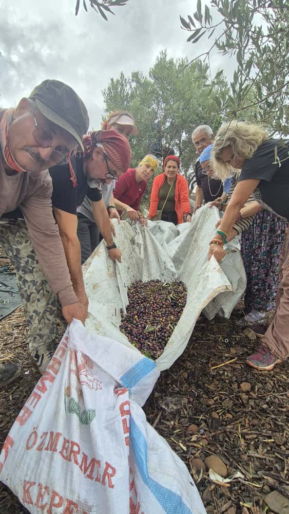 Zeytin Hasadı Umut Oldu: TURDAK, Hatay’da Depremzedelerle Buluştu