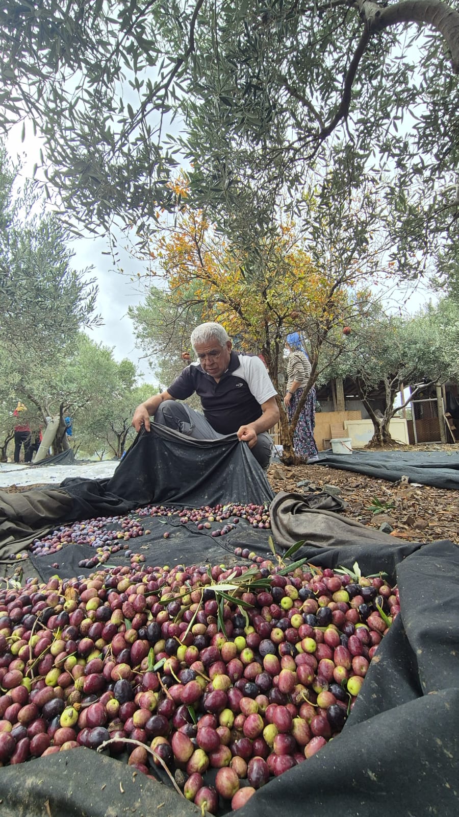 Zeytin Hasadı Umut Oldu: TURDAK, Hatay’da Depremzedelerle Buluştu