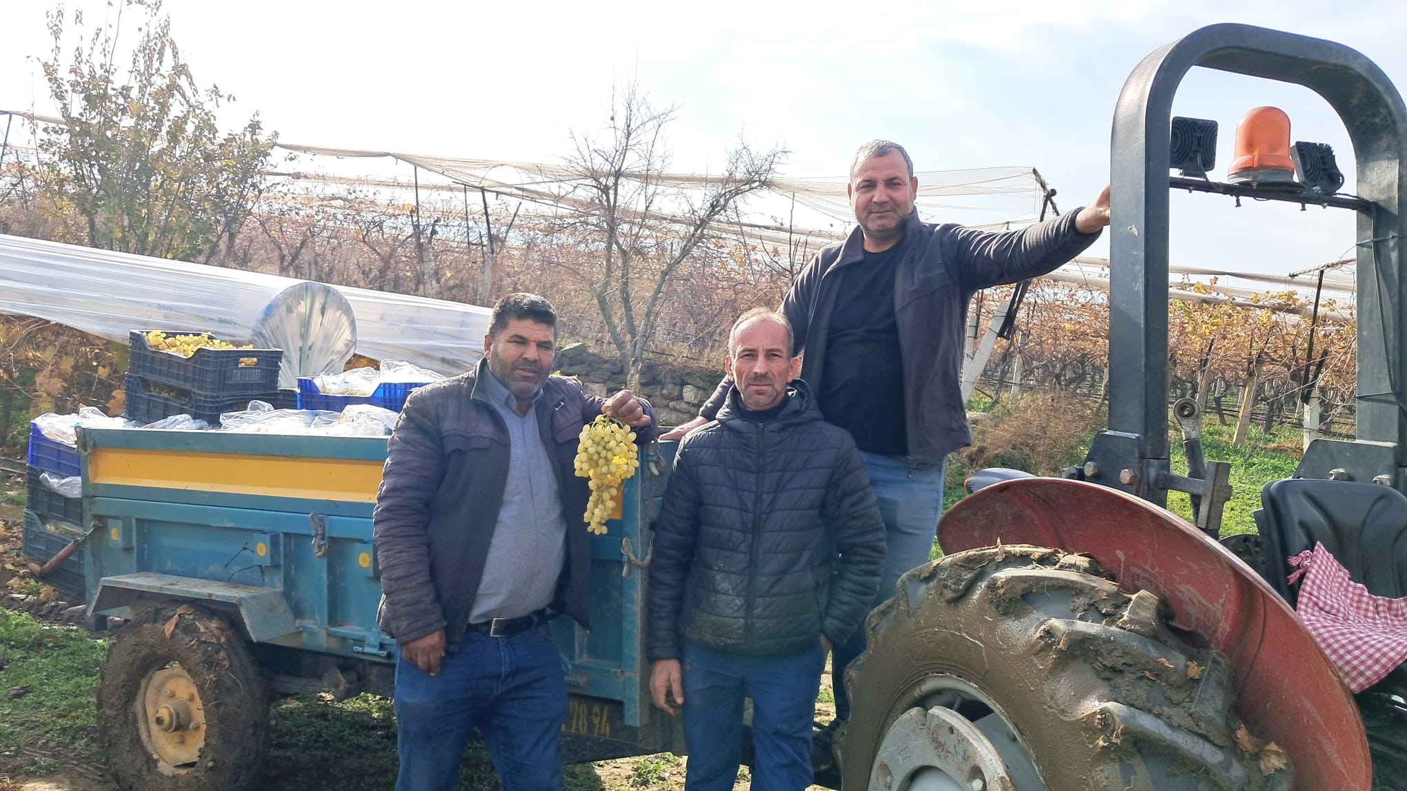 Manisa'da 'Yeni Yıl Üzümü' Hasadı Başladı