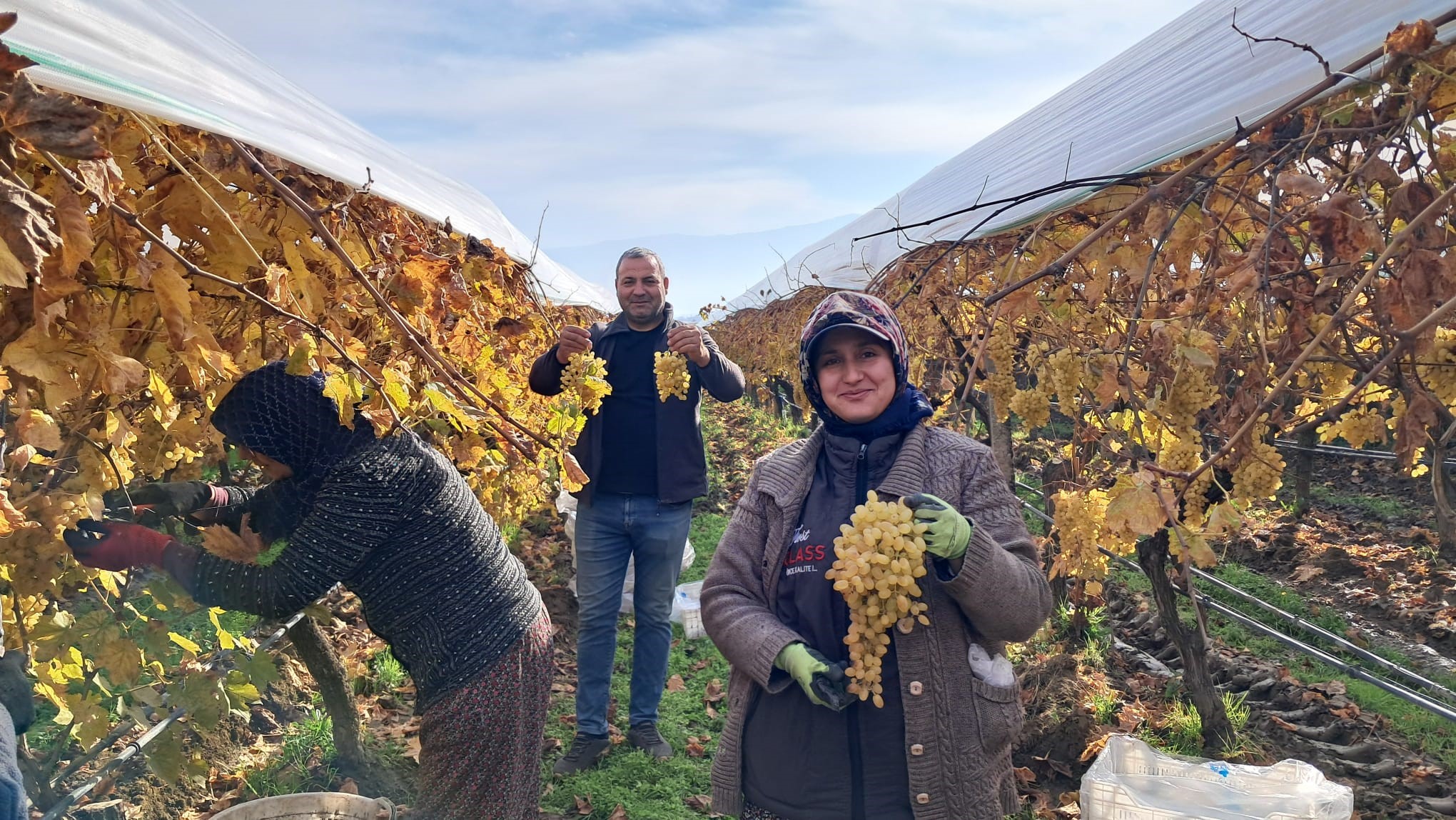 Manisa'da 'Yeni Yıl Üzümü' Hasadı Başladı