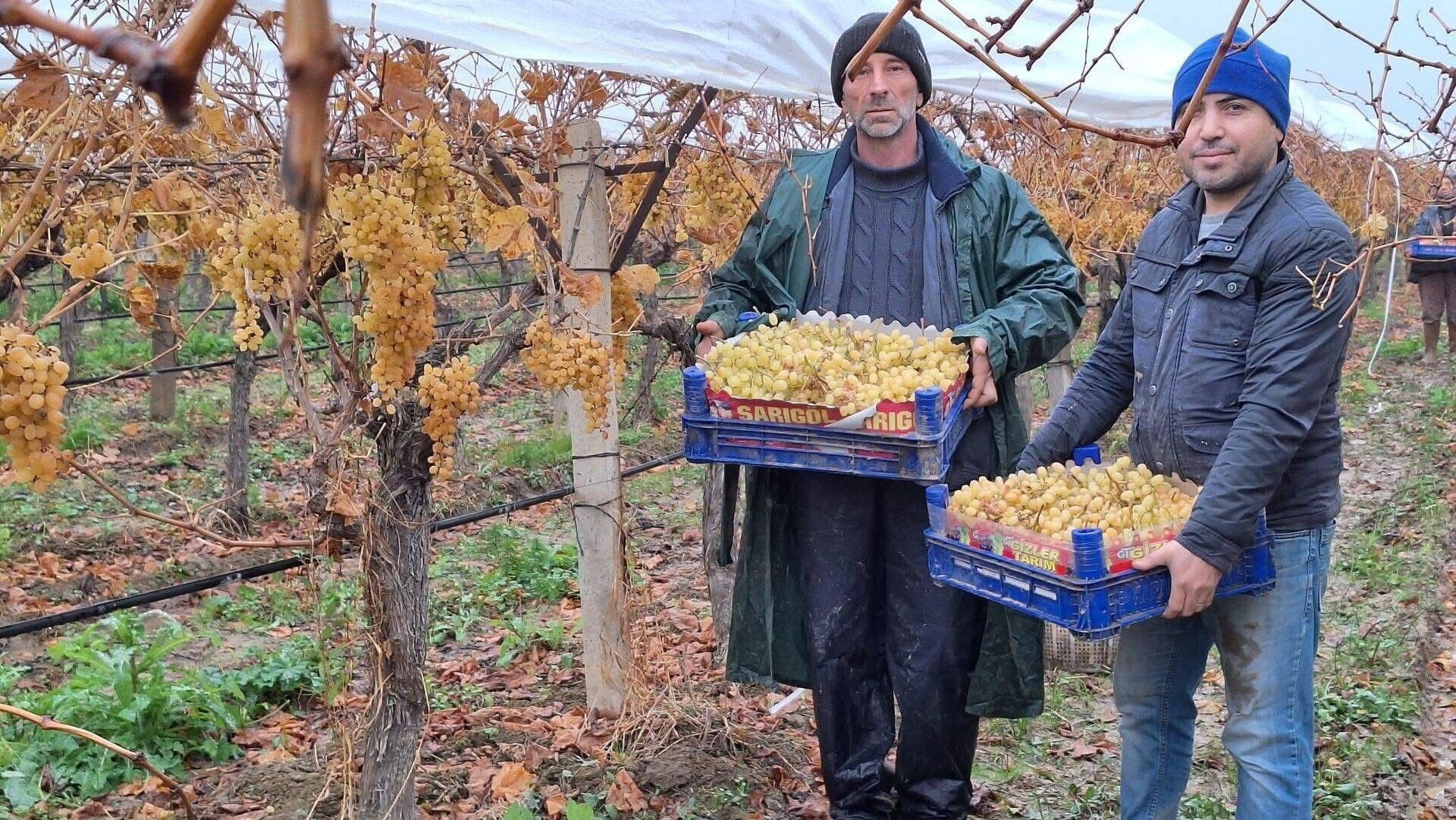 Sarıgöl'de üzüm hasadında sona gelindi