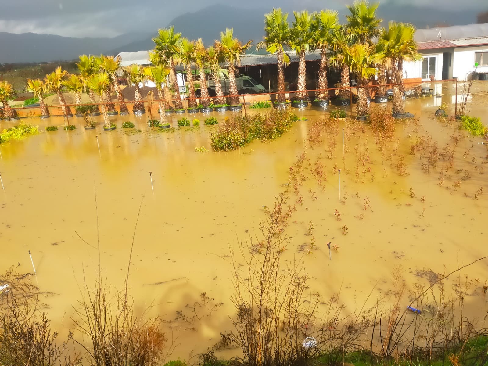 İzmir'de yollar göle döndü, tarım arazileri zarar gördü