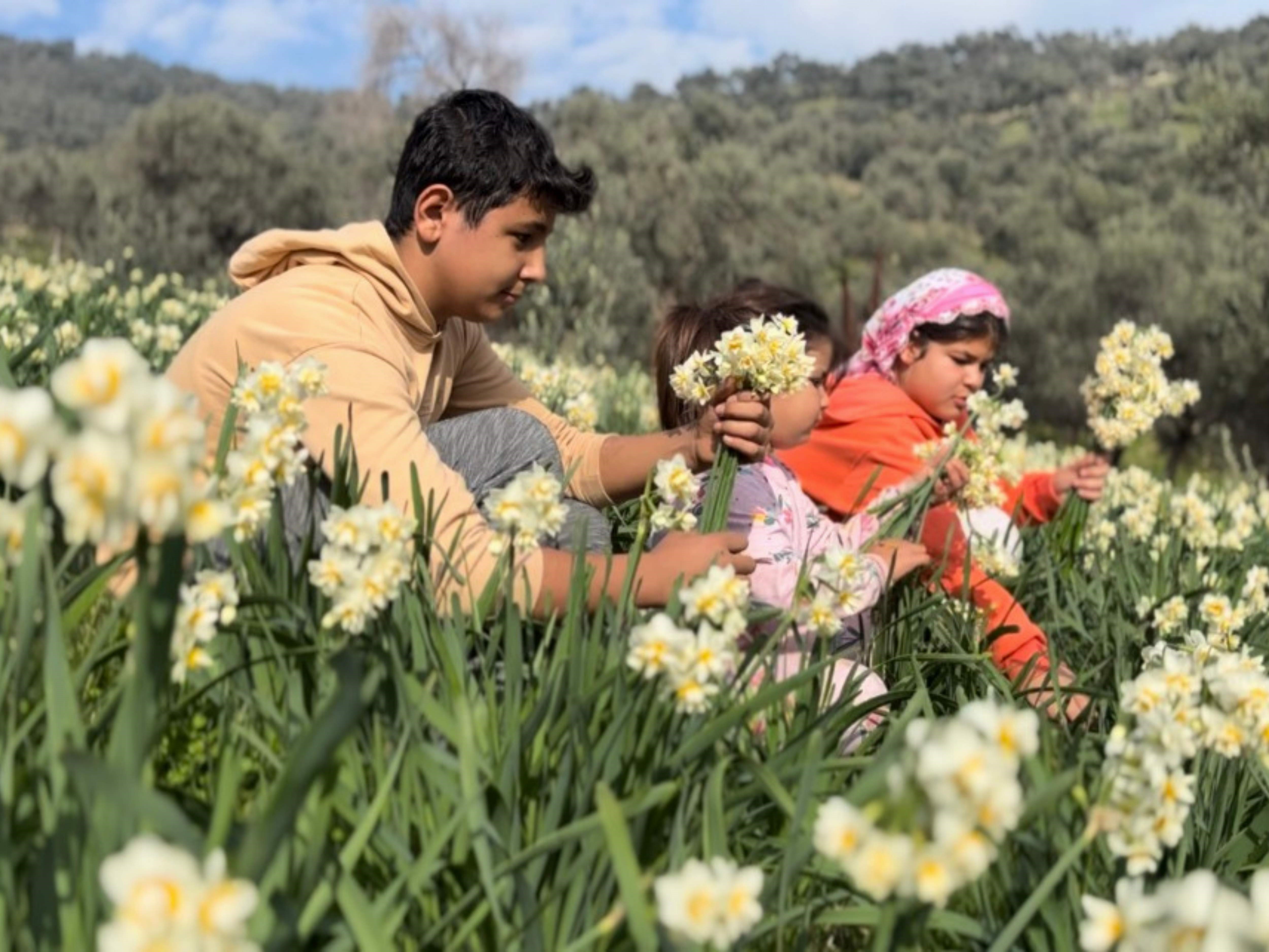 Mis kokulu nergis hastalara şifa oluyor