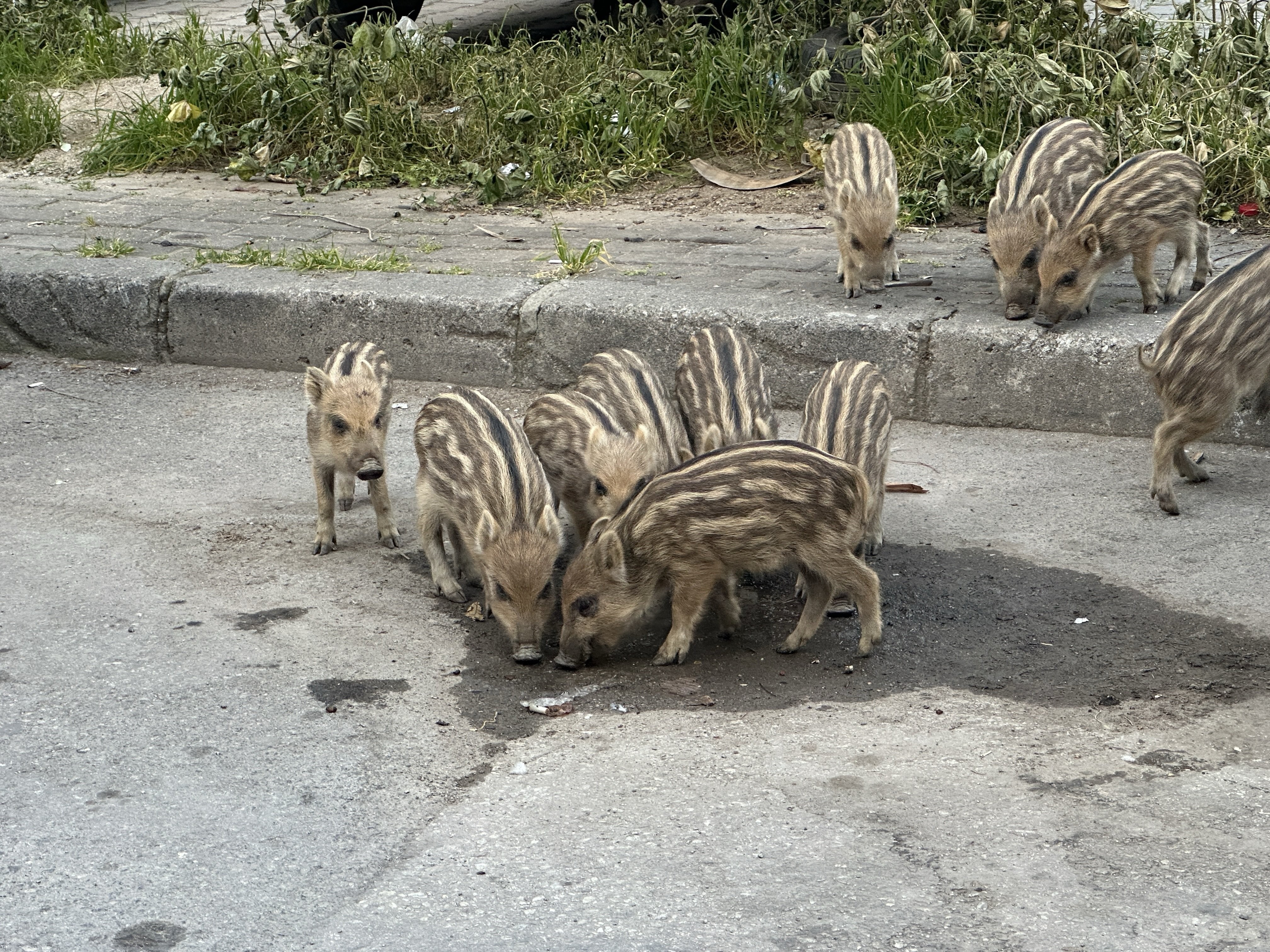 İzmir'de yaban domuzları sokaklara indi
