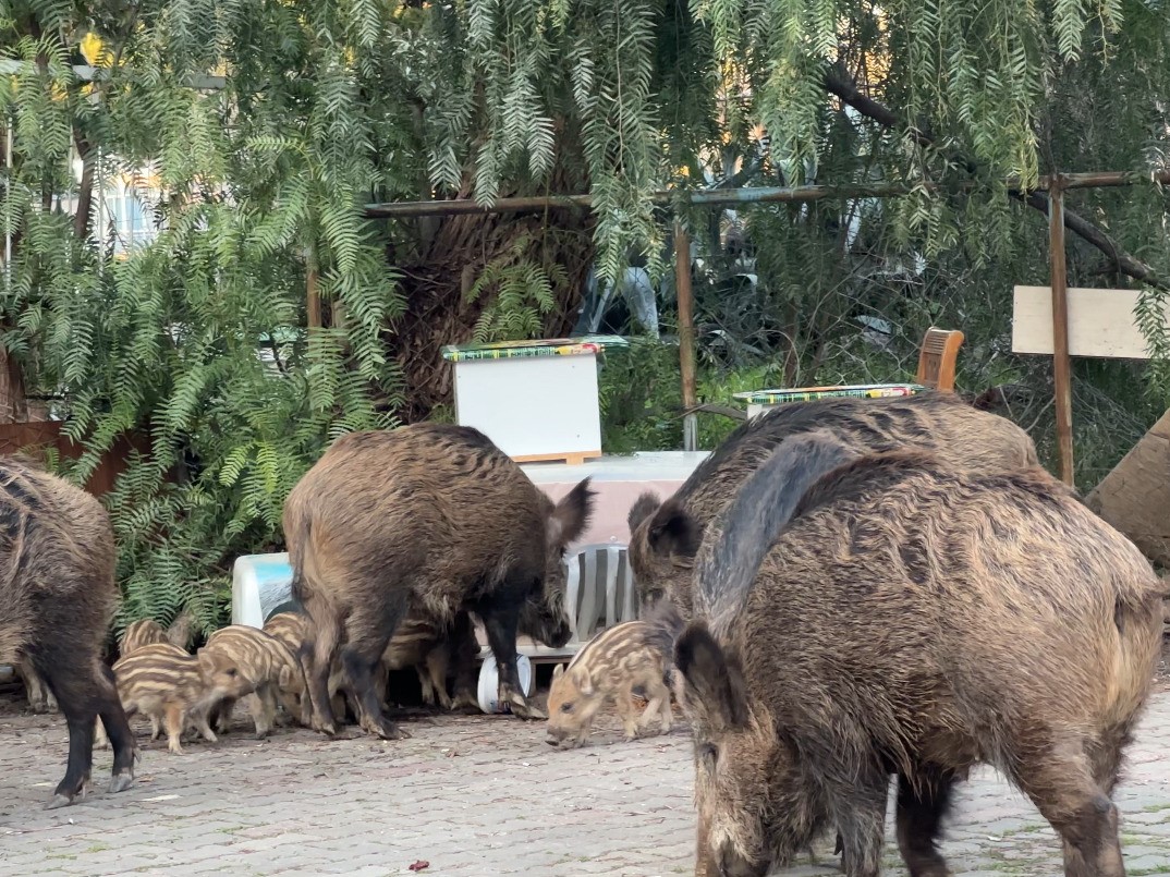 İzmir'de yaban domuzları sokaklara indi