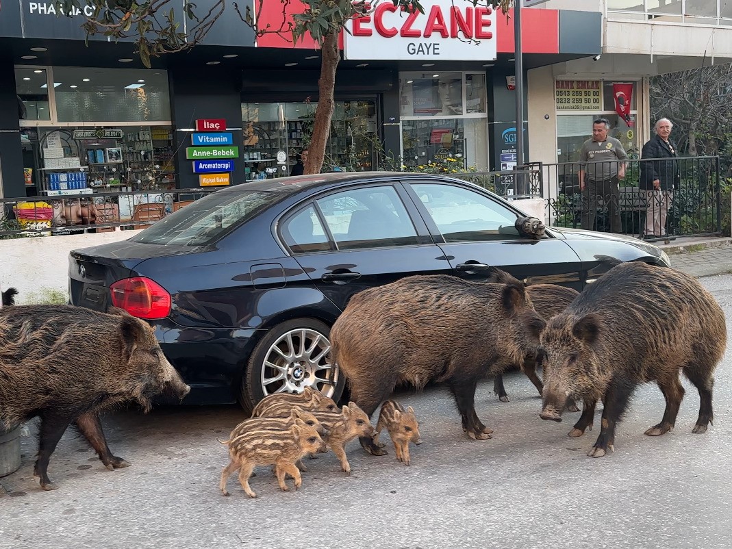 İzmir'de yaban domuzları sokaklara indi