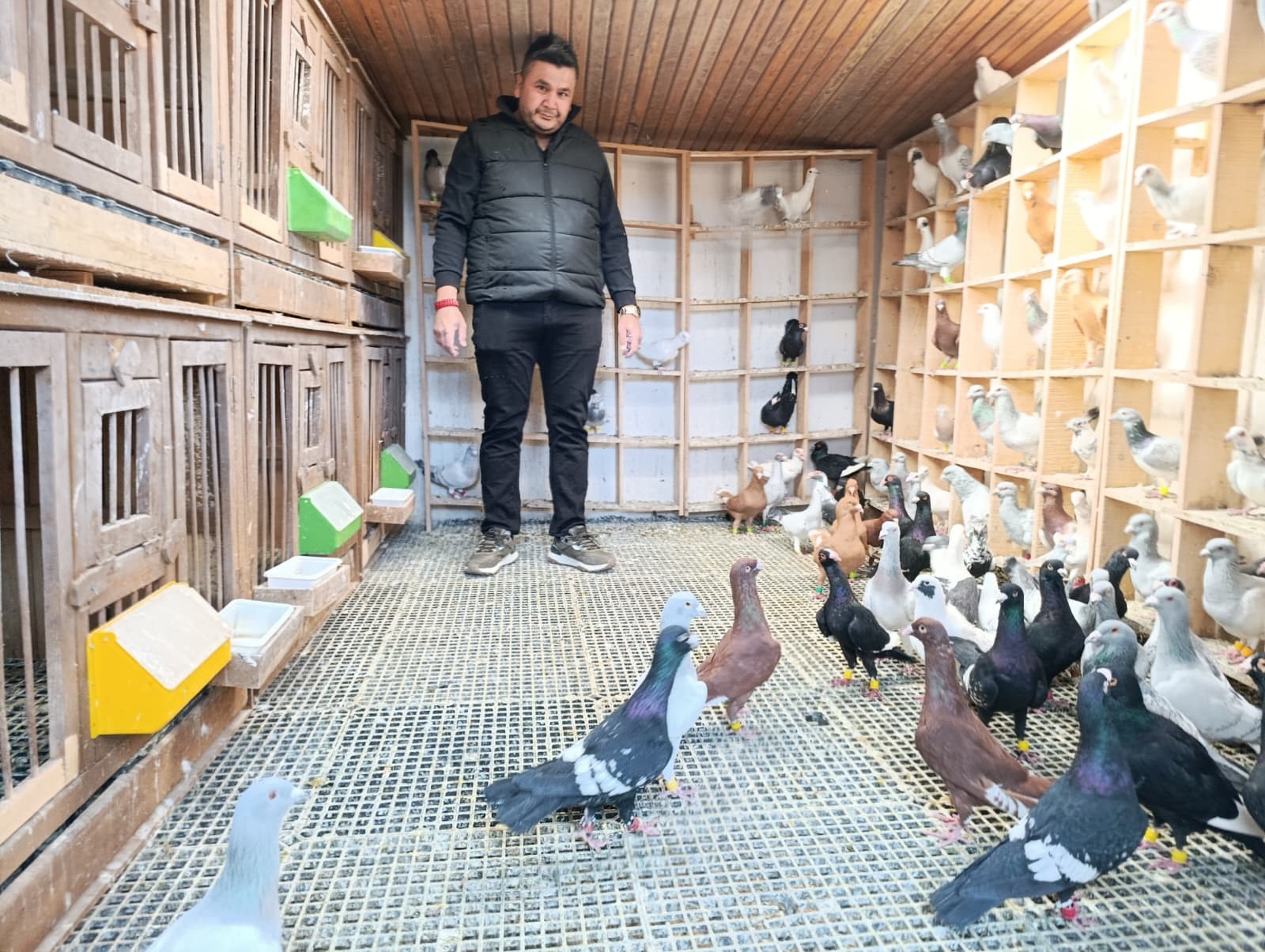 Memurluğu bıraktı: 1 milyona güvercin satıyor!
