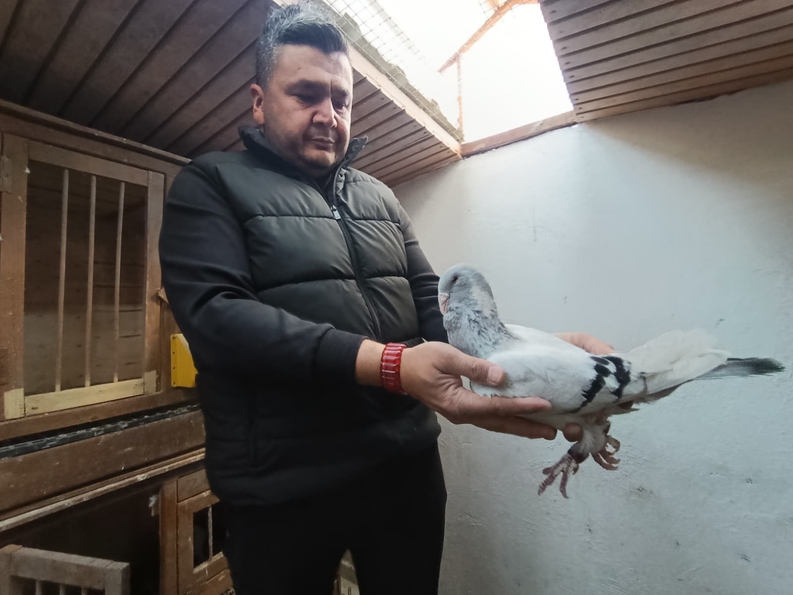Memurluğu bıraktı: 1 milyona güvercin satıyor!