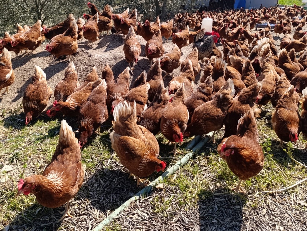 Manisa'da Artan Kiralar Köye Döndürdü: 400 Tavukla Geçimini Sağlıyor