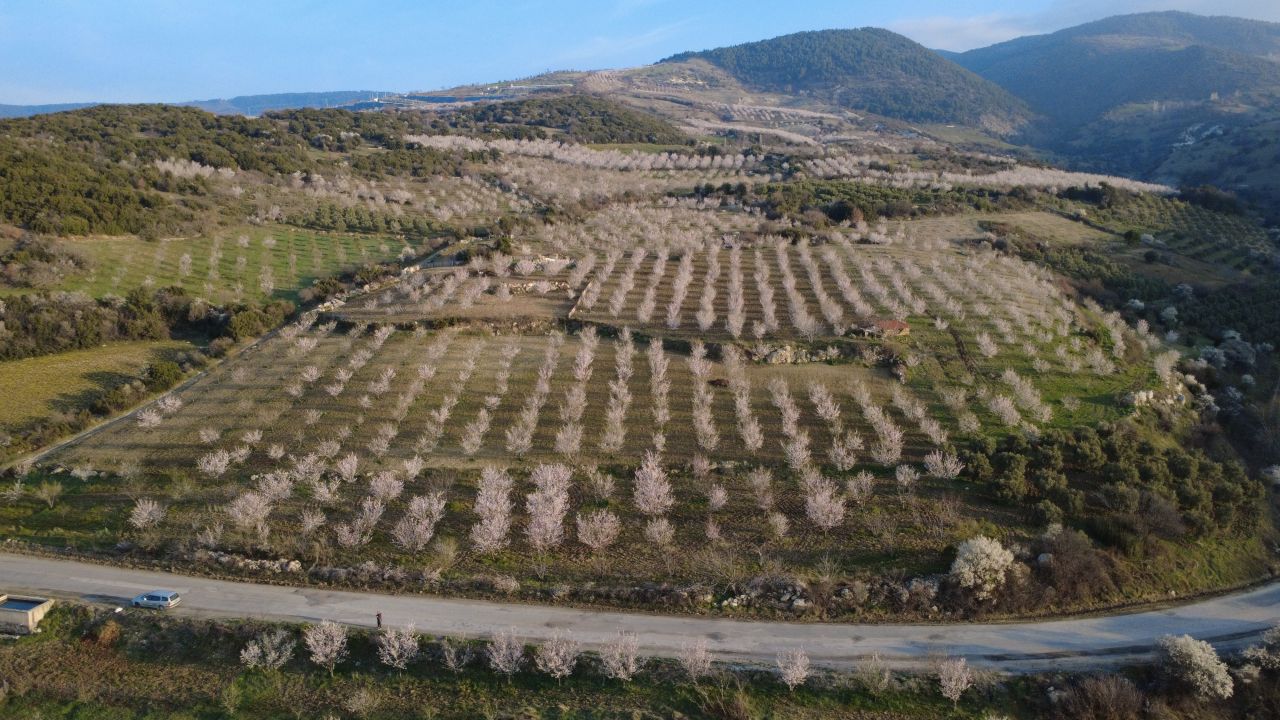 Manisa'da Badem Ağaçları Çiçek Açtı: Doğa Renk Cümbüşüne Büründü