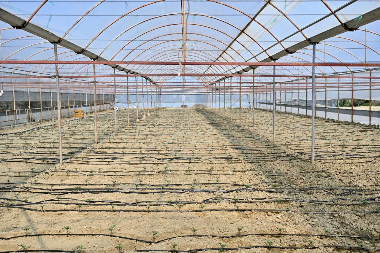 Manisa'nın o ilçesinde üreticinin yüzü güldü