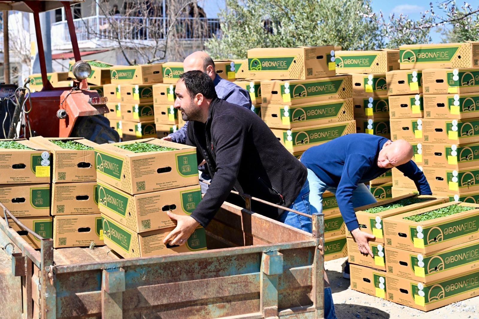 Manisa'nın o ilçesinde üreticinin yüzü güldü