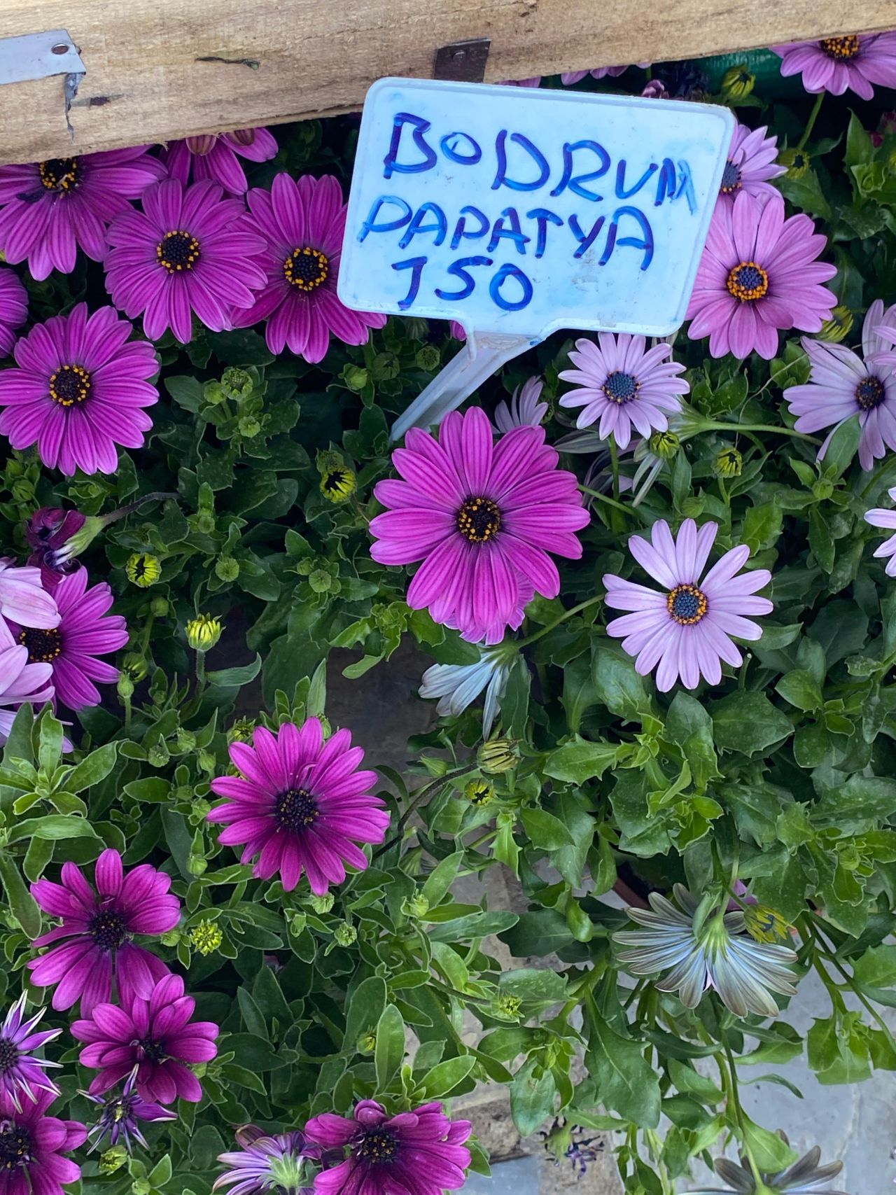 Tarihi Kestane Pazarı’nda Bahar: Çiçekler Alıcılarını Bekliyor