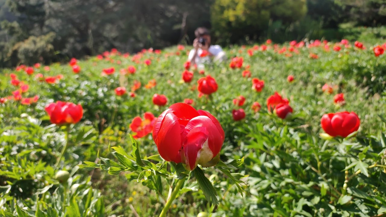 Şakayıklar Spil Dağı Milli Parkı'nı kırmızıya bürüdü